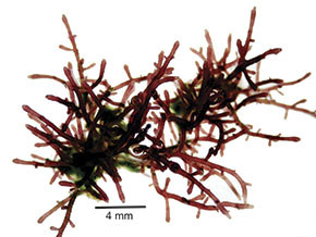 Pesquisa identifica novos táxons de algas marinhas vermelhas<!-- -->