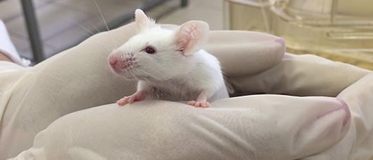 In vivo, in vitro, in silico  the right variation towards stopping  animal testing. - DV8 World News