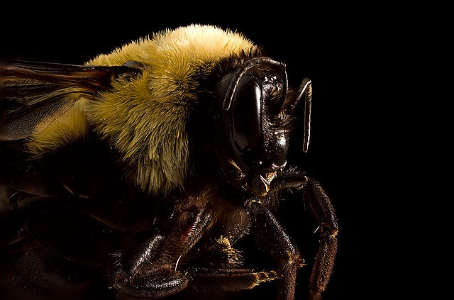 Abelhões (género Bombus) · BioDiversity4All