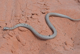 Descoberta nova espécie de serpente na Caatinga — CAPES