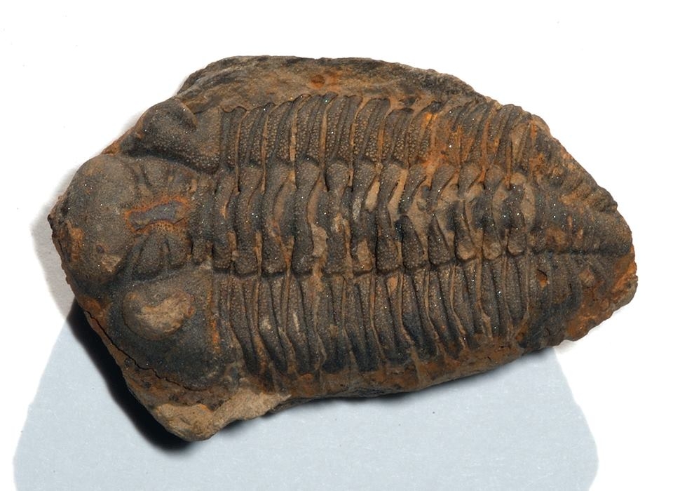 Reconstruction of trilobite ancestral range