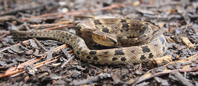 Substance found in fruit helps combat the effects of jararaca viper venom