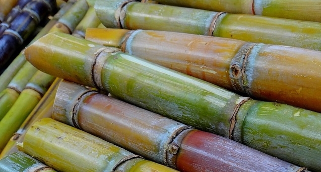 Bioenergy production from sugarcane can benefit Latin America and Africa
