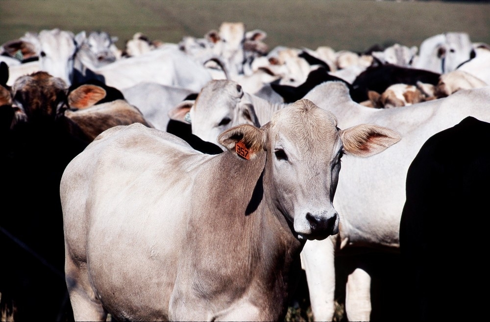 Cloning can help increase productivity in Brazilian livestock breeding 