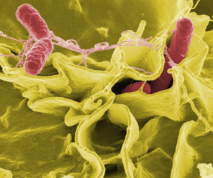 Genetic study seeks to prevent foodborne infection caused by <i>Salmonella</i>  