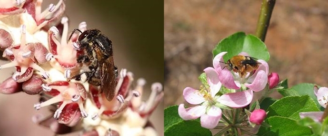 Pollination is threatened by deforestation and agrochemicals in Brazil