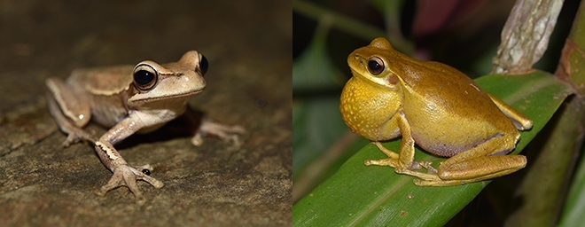 Bacteria may help frogs attract mates