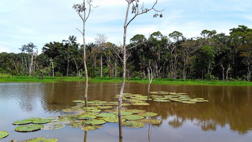 Microorganisms are the main emitters of carbon in Amazonian waters