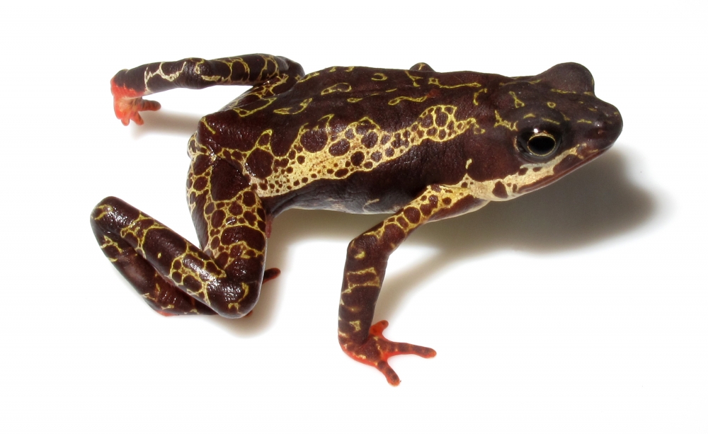 Fungus has decimated the populations of 501 amphibian species worldwide