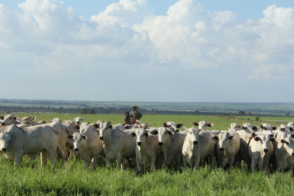Crop-livestock integration boosts profitability and reduces emissions
