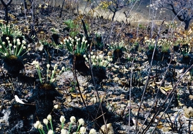 Scientists identify plant that flowers in Brazilian savanna one day after fire
