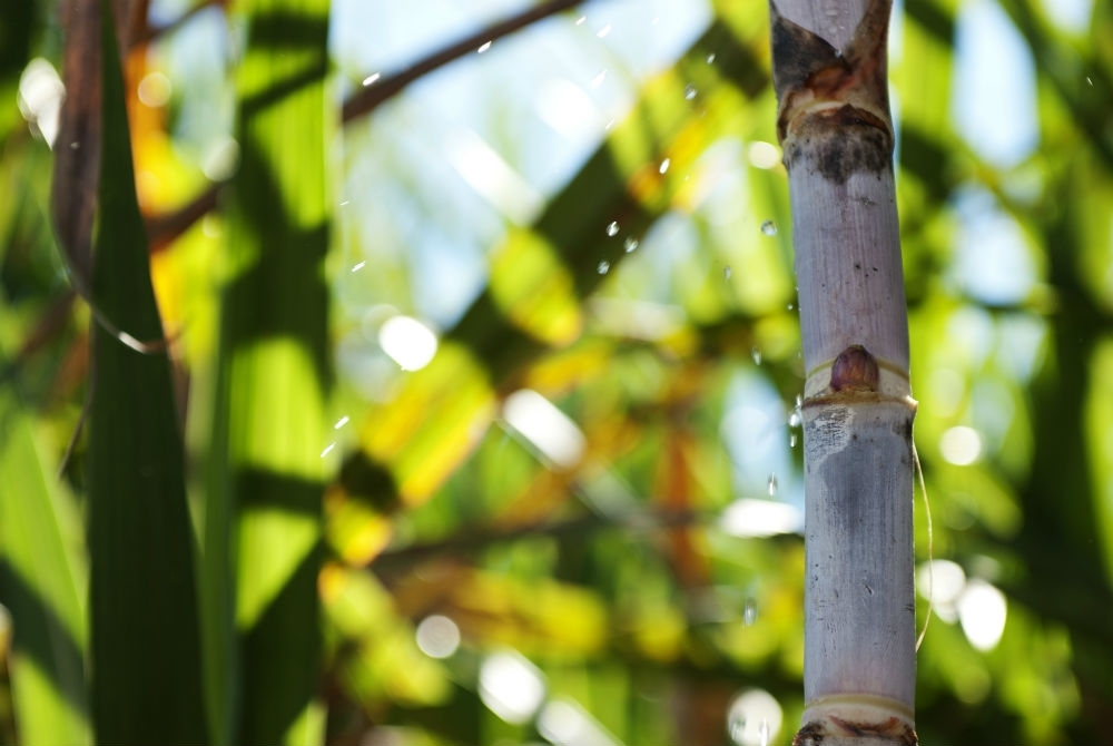 Software locates sugarcane genes of interest