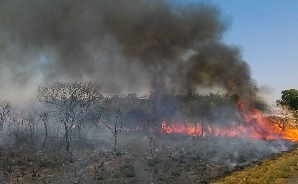 Study could improve fire monitoring in Brazilian savanna