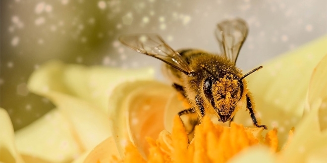 A combination of agrochemicals shortens the life of bees and modifies their behavior, study shows 