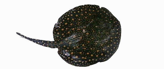 Freshwater stingray venom varies according to sex and age