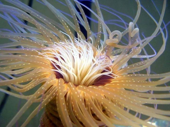 Tube anemone has the largest animal mitochondrial genome ever sequenced