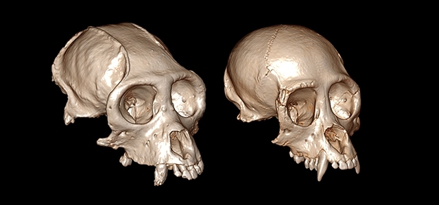 3D reconstruction of craniums elucidates the evolution of New World monkeys