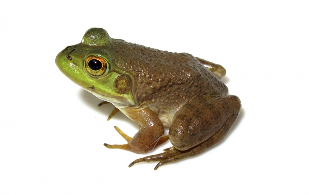 Amphibians infected by ranavirus found in Atlantic Rainforest