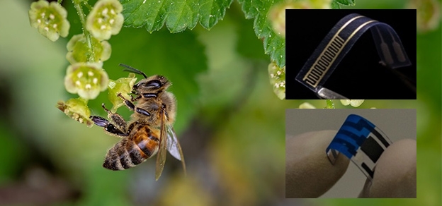 Sensor usa molécula do ferrão de abelha para detectar bactérias em alimentos e bebidas