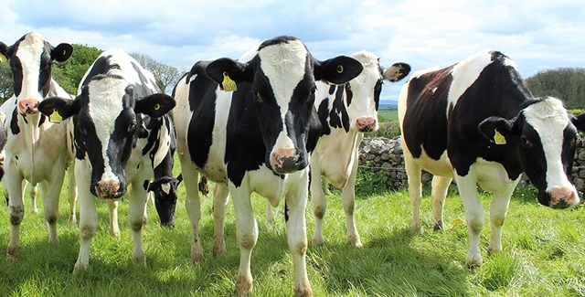 New dairy cattle breeding method increases genetic selection efficiency
