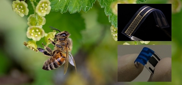 Biosensor uses molecule derived from bee venom to detect bacteria in food and drink