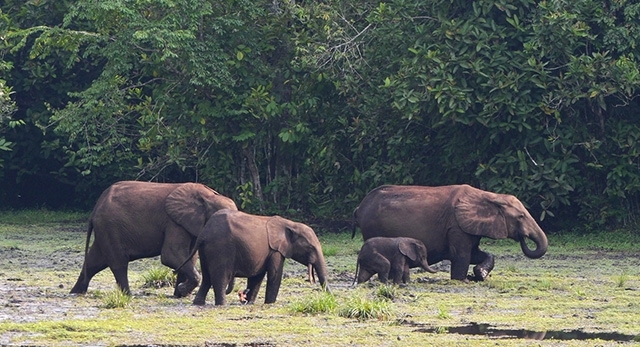 African forest elephant helps increase biomass and carbon storage