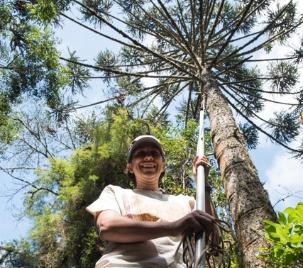 Dispersal of Araucaria trees in Atlantic Rainforest was influenced by pre-Columbian people