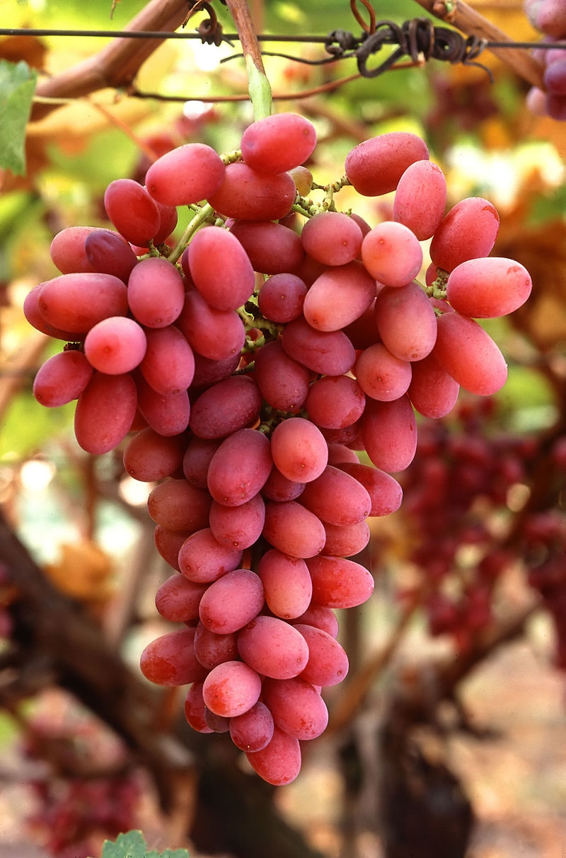 Suco de uva com mais resveratrol é desenvolvido na USP