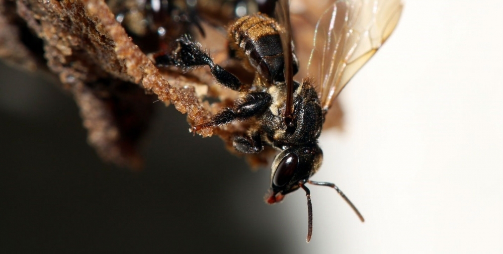 Stingless bee species depend on a complex fungal community to survive