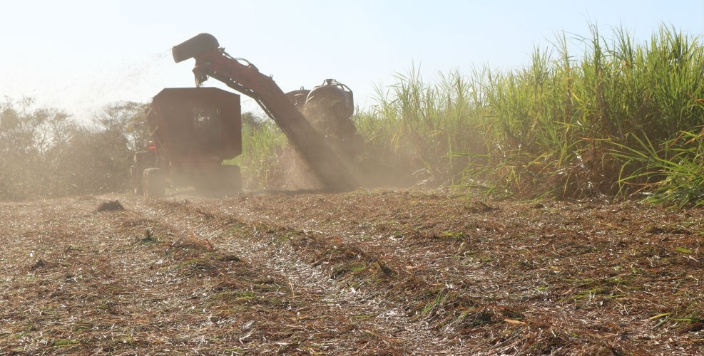 Study highlights the importance of managing the use of sugarcane straw to generate bioenergy