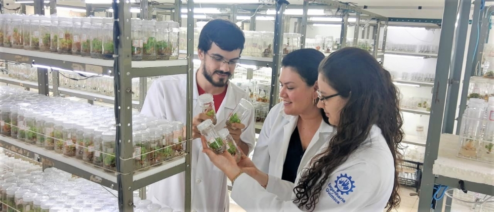Study aims at boosting antitumoral activity of compound extracted from an Amazon plant