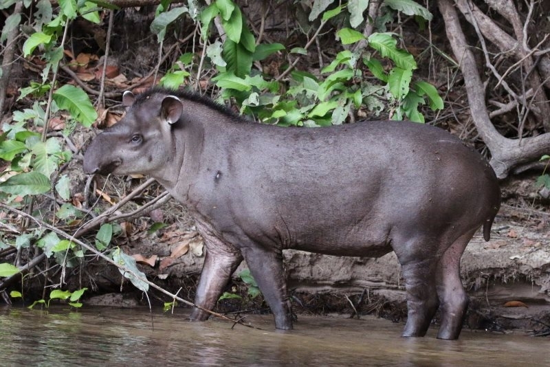 Extinction of lowland tapir and white-lipped peccary would impair forest diversity