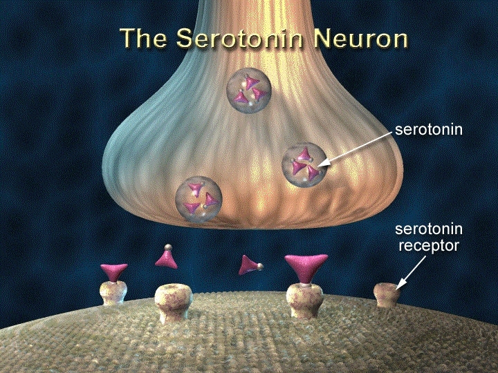 Serotonin inhibits sepsis-like severe systemic inflammation