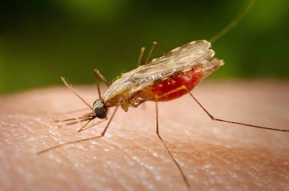 Discovery paves the way for blocking malaria transmission in Brazil