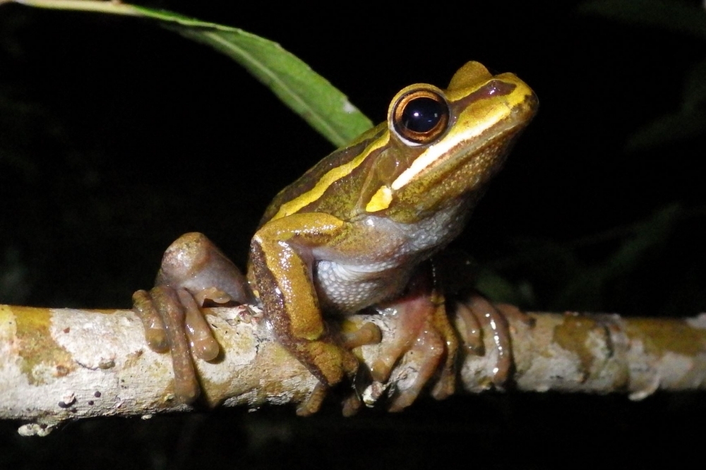 South America is home to more than 2,500 species of frogs and toads