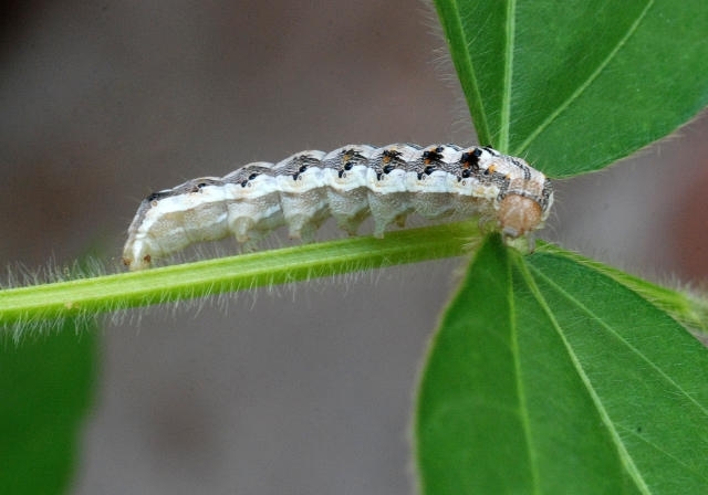 Scientists combine nanotechnology and natural products to fight agricultural pests