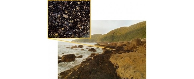 Contamination by metals can increase metabolic stress in mussels