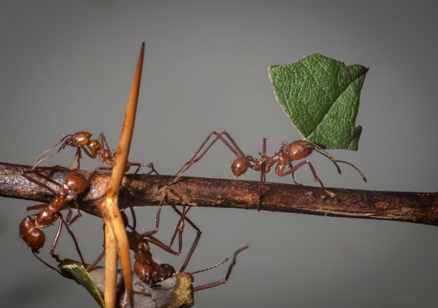Leafcutter ants accelerate the cutting and transport of leaves when threatened by stormy weather