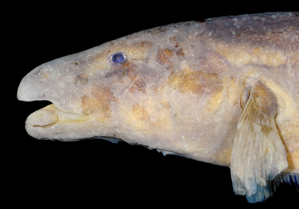 Técnica permite desvendar detalhes anatômicos de peixe-elétrico raro