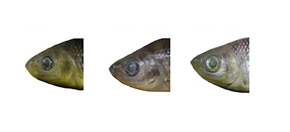 Fatores ambientais influenciam morfologia e comportamento de peixes piauçu