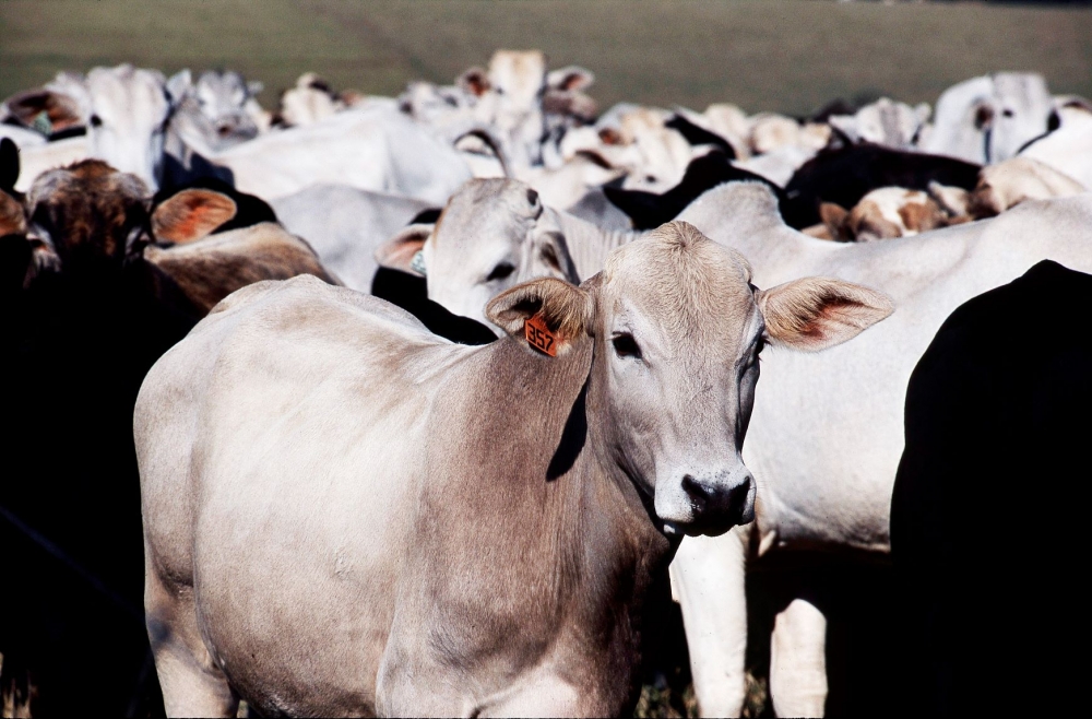 Estudo pode contribuir para reprodução <i>in vitro</i> de bovinos 