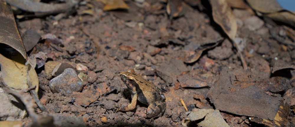 Group of amphibians comprises more species than previously thought