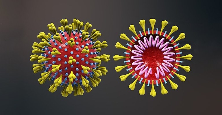Sequenciamento identifica genomas diferentes nos dois casos brasileiros de coronavírus