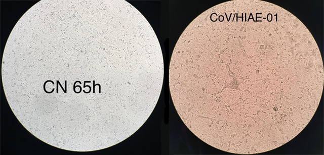 Pesquisadores da USP produzem coronavírus em laboratório