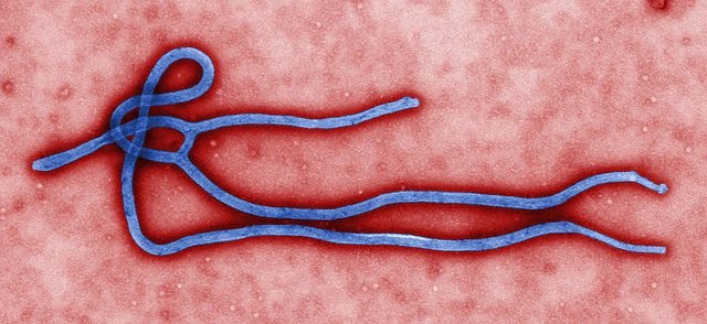 Estratégia usada em vacina contra o ebola pode ser aplicada para o novo coronavírus