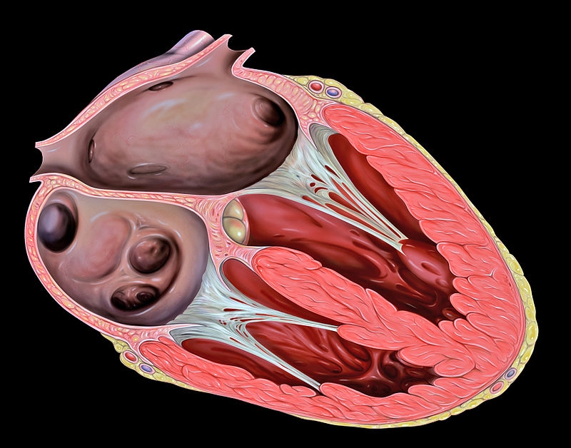 Pesquisa revela mecanismo molecular que leva à insuficiência cardíaca