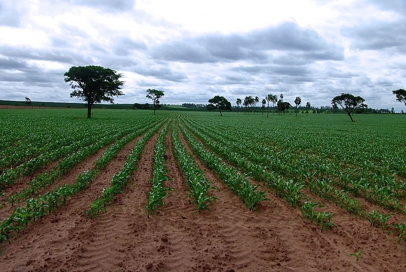 Climate change may affect second corn crops in Brazil