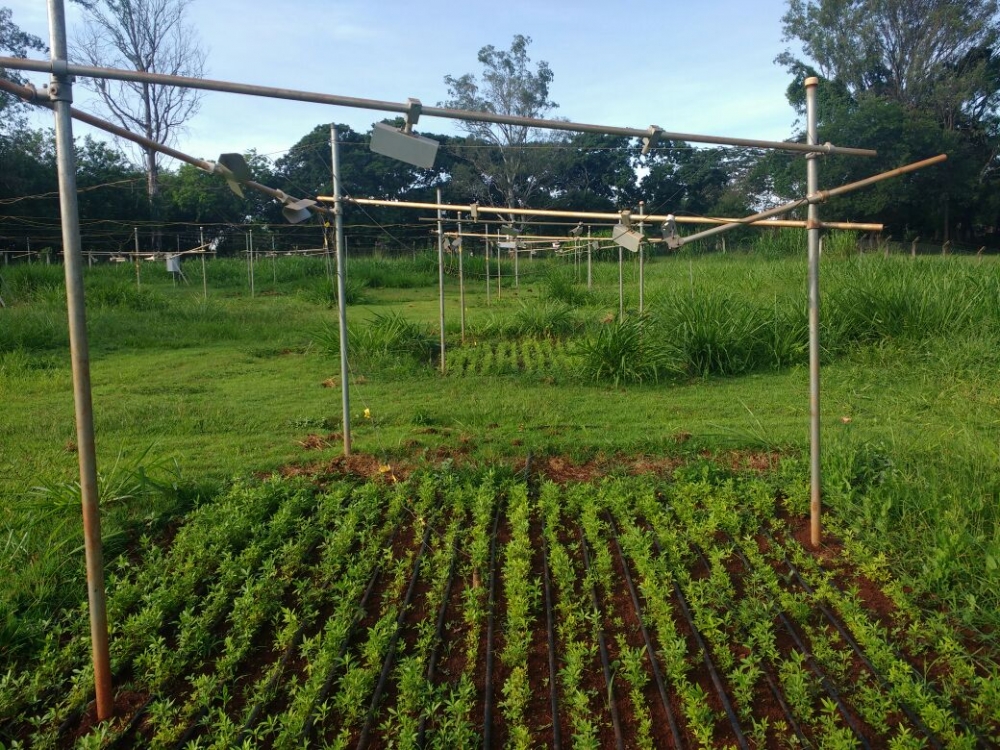 Seca favorece fungos fitopatogênicos e liberação de CO2 em solo de pastagem, aponta estudo 