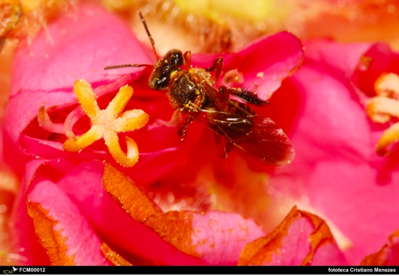 Consortium of Brazilian researchers completes sequencing of native stingless bee’s genome