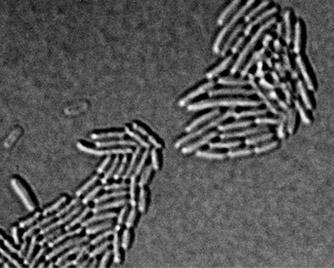 Descoberta nova família de toxinas usada em guerras bacterianas